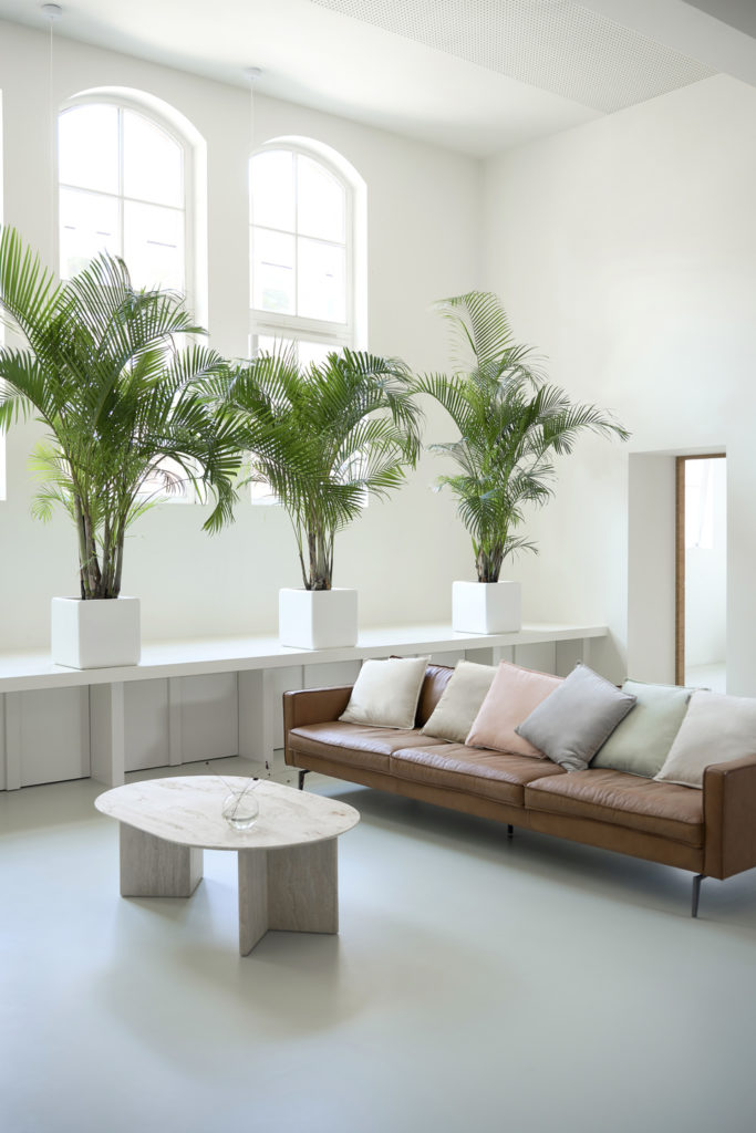 le-areca-2