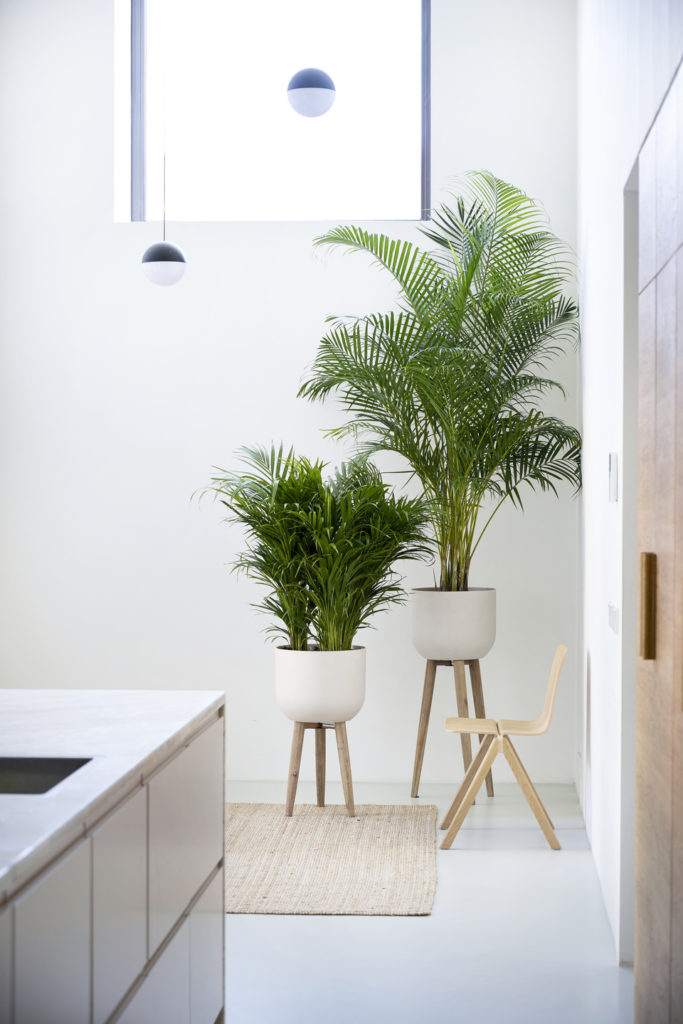 le-areca-4