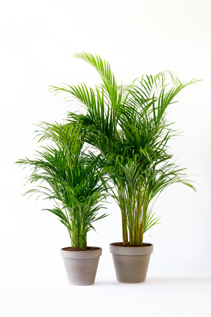 le-areca-6