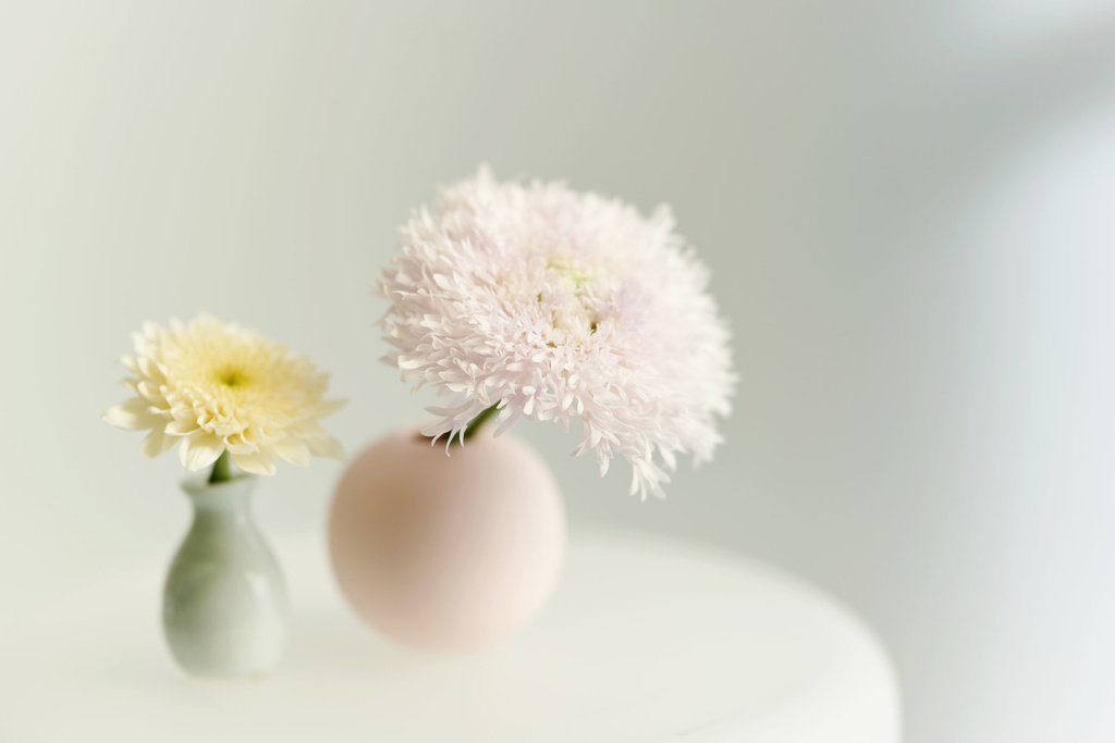 le-chrysantheme-4