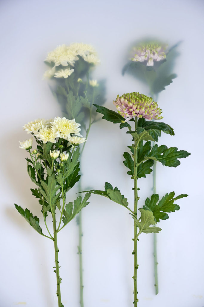 le-chrysantheme-5