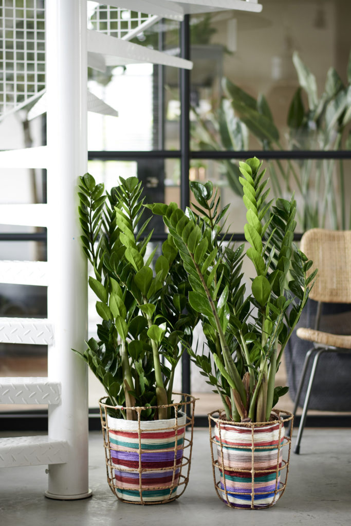 le-zamioculcas-4