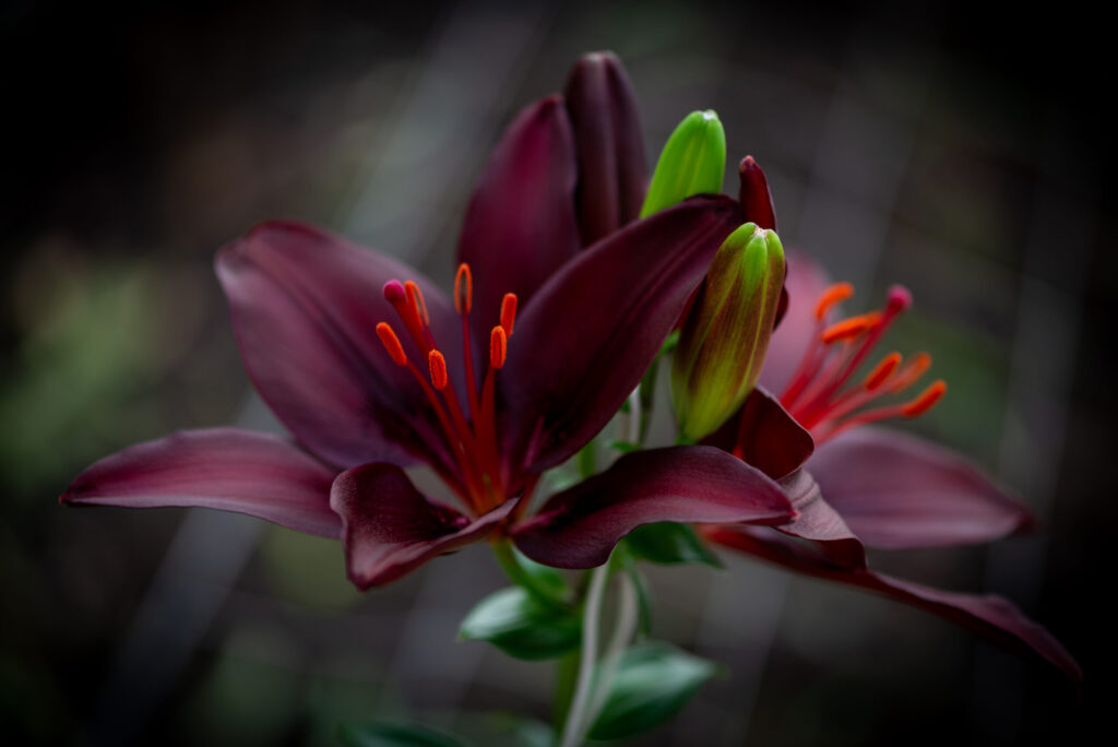 Lys