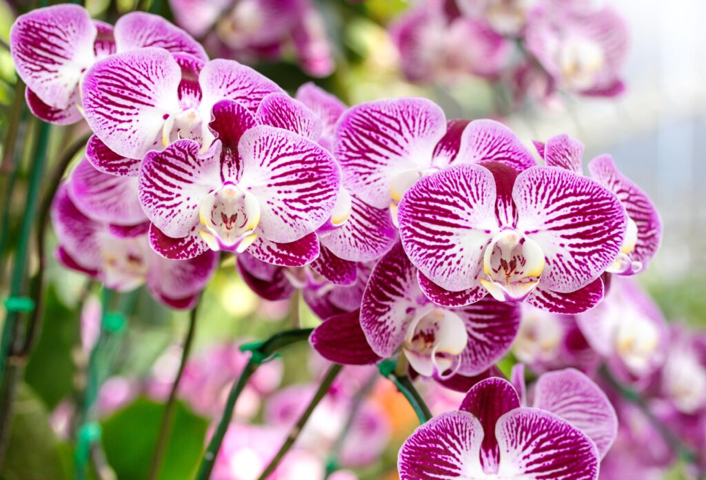 Phalaenopsis