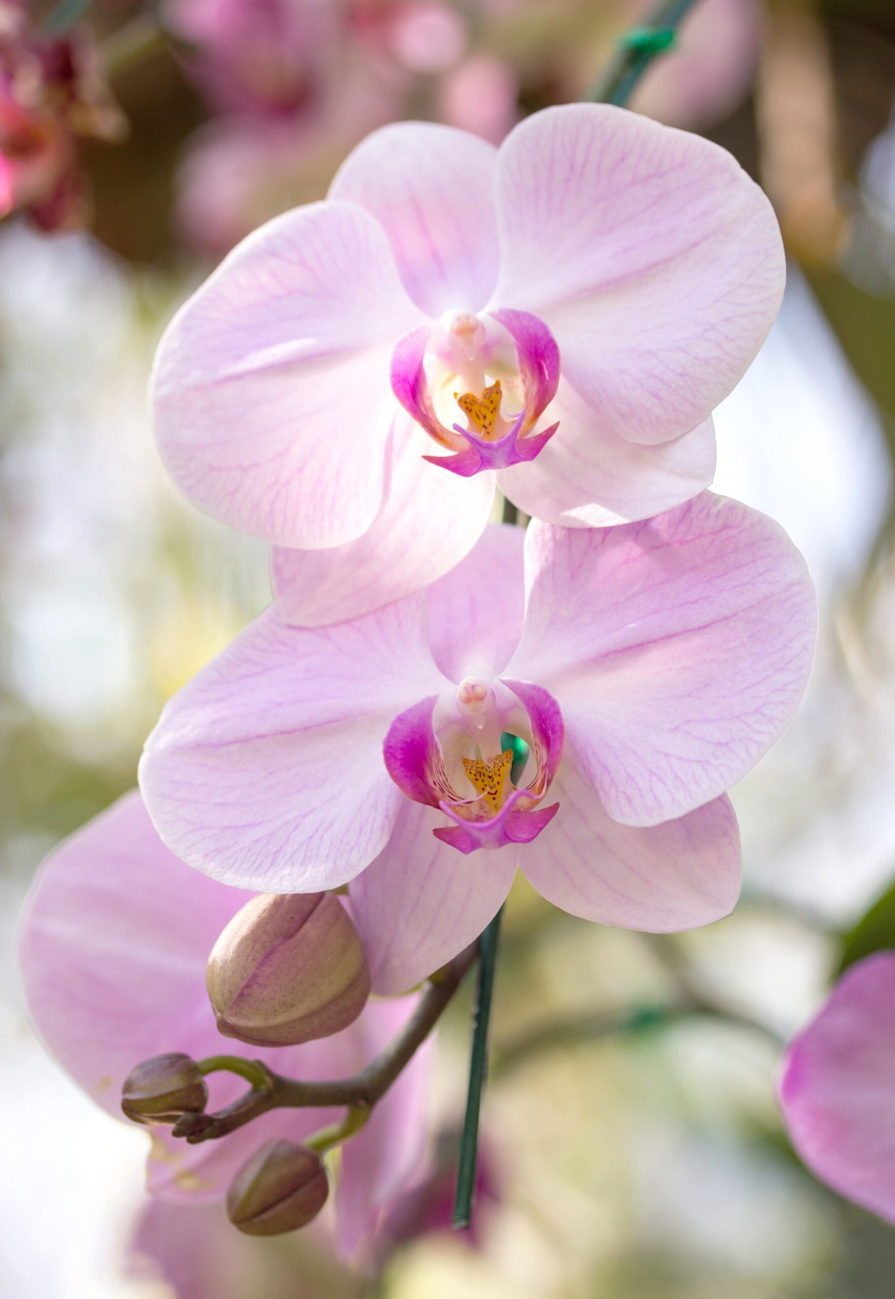 Phalaenopsis en gros