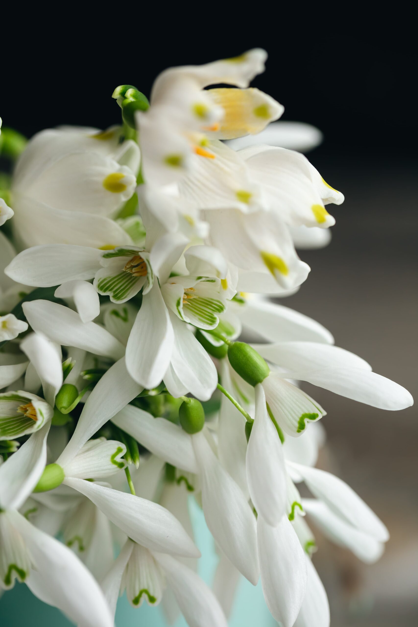 Phalaenopsis en gros