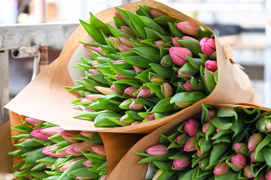 Tulipes