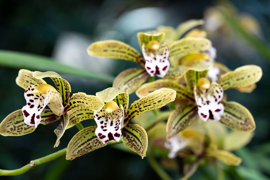 Orchidées