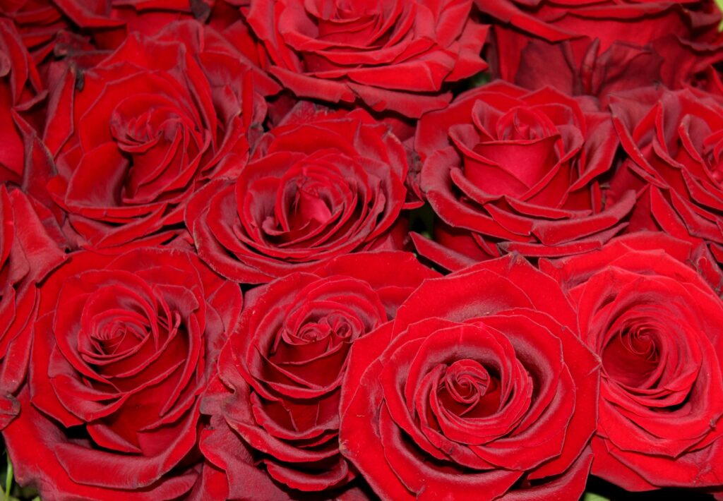 Fleurs stabilisées