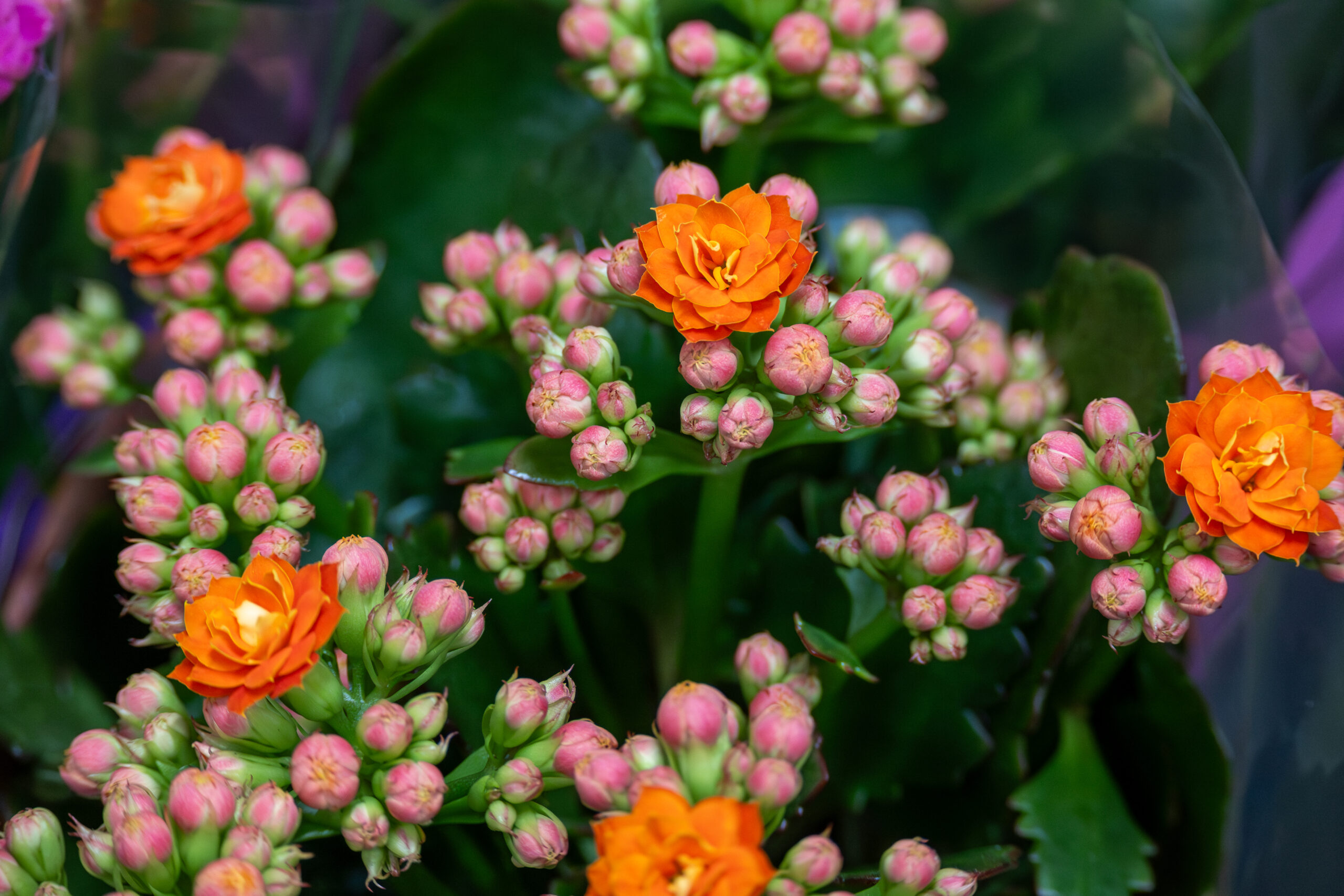 Fleur Van Rijn Van der Burg Fleurs | Grossiste dans le Nord-Ouest de la France